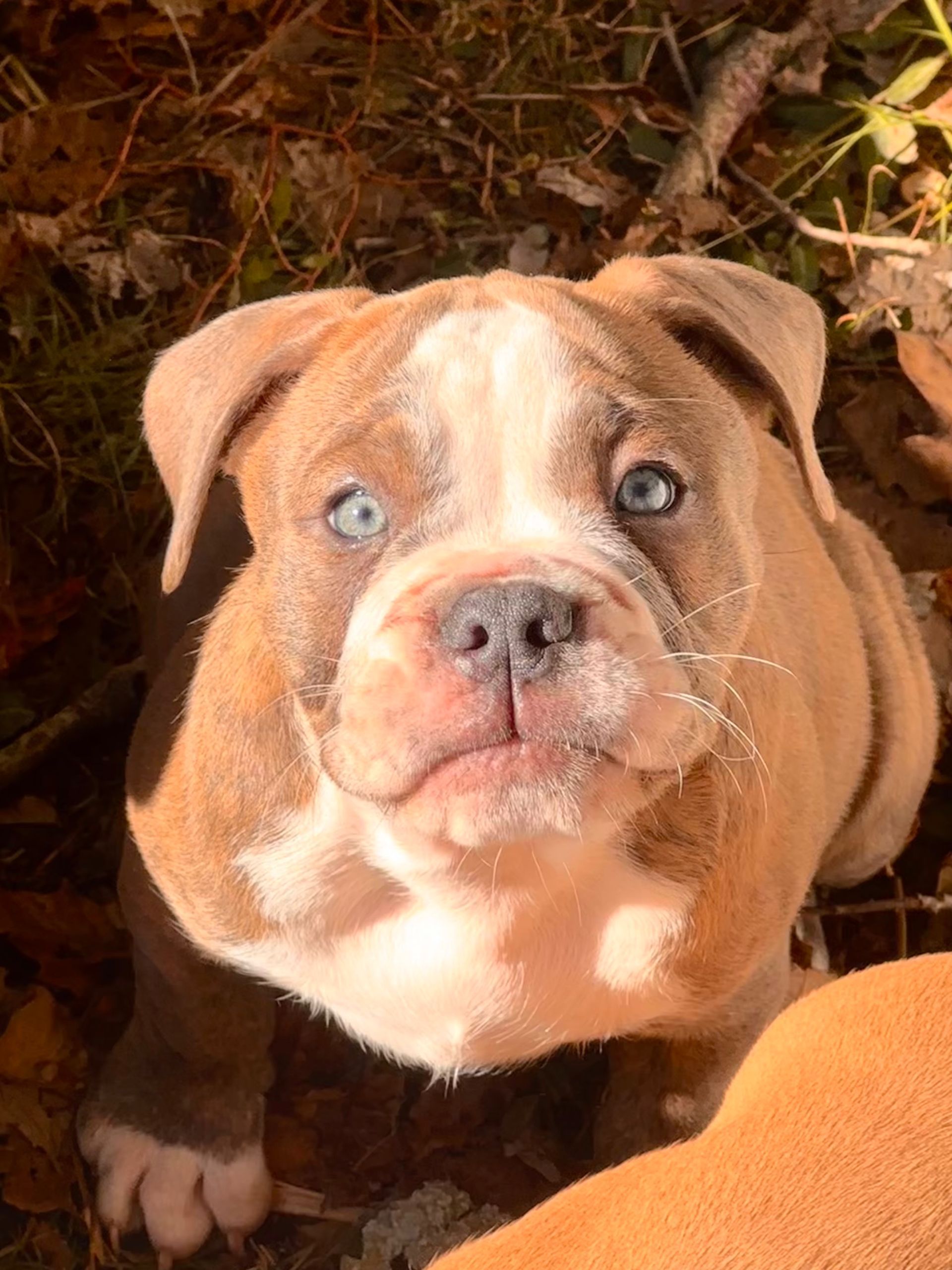 Brown and white puppy with blue eyes looking up.