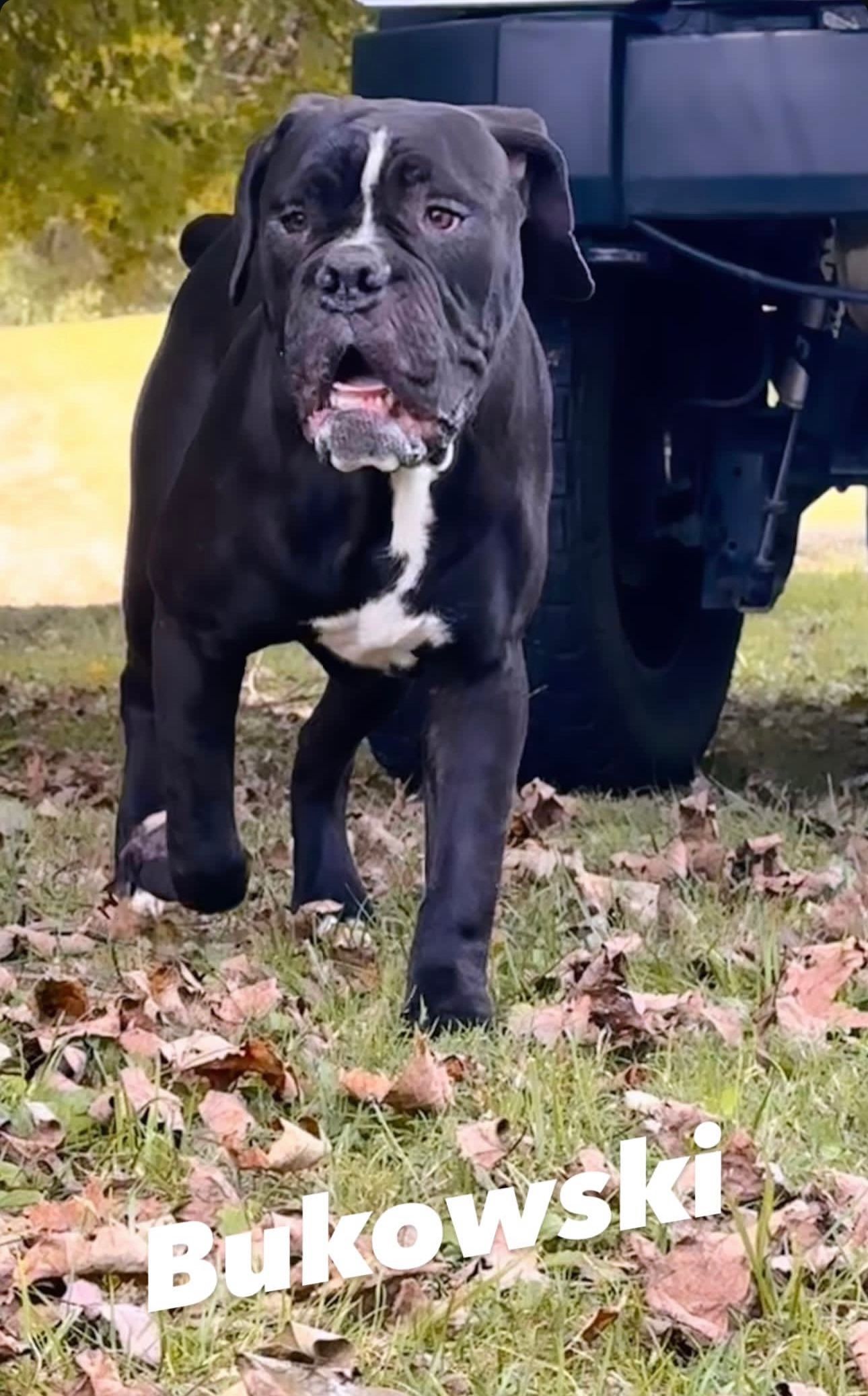 Black dog with white chest and face markings, named Bukowski, stands in a grassy area near a vehicle.