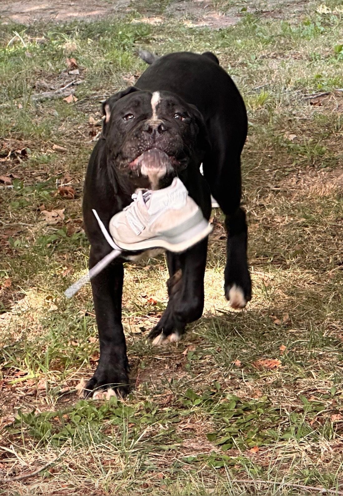 Black dog with white markings holding a white sneaker in its mouth on grassy ground.