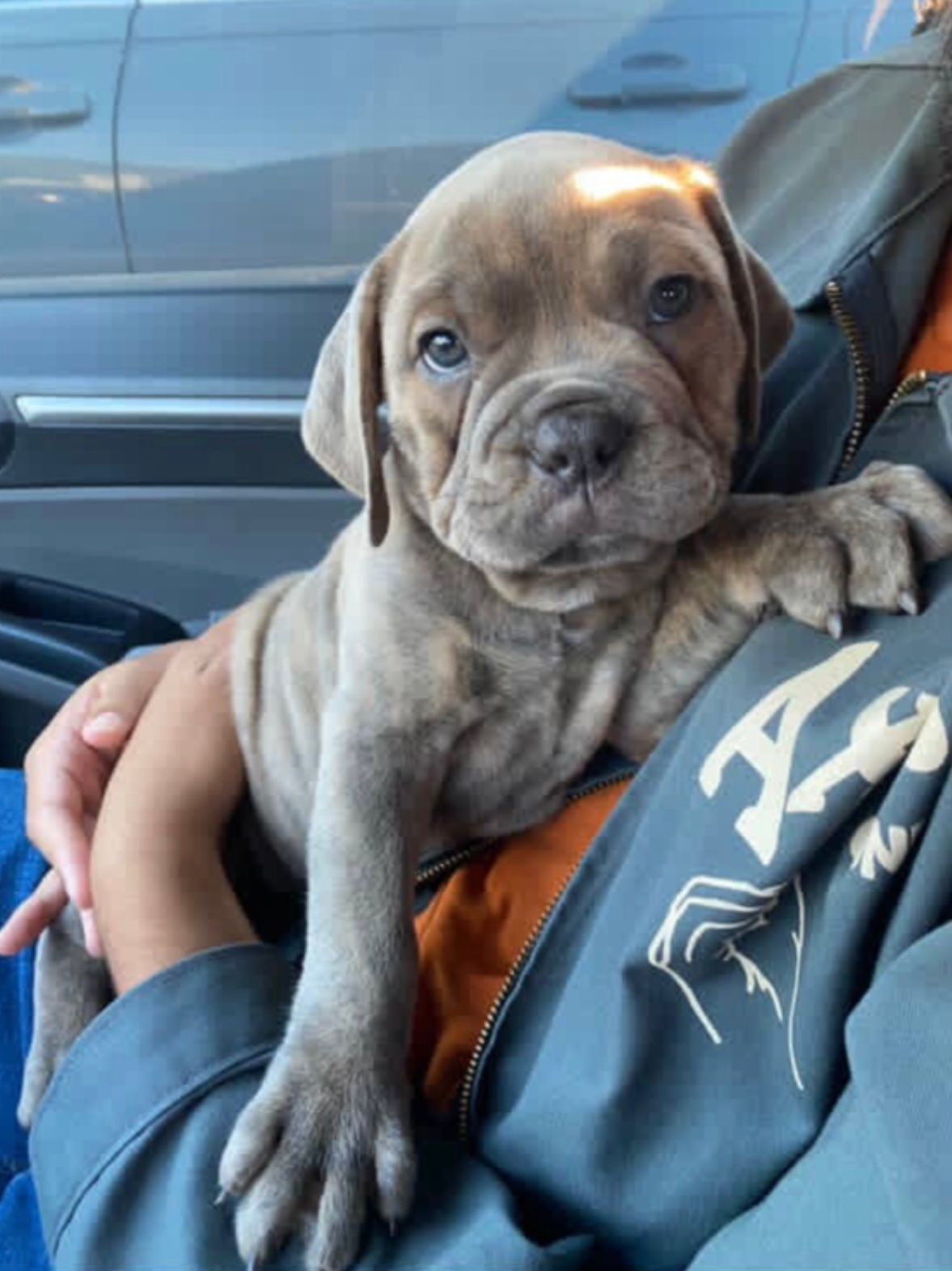A puppy with gray fur, held in someone's arms. The puppy has wrinkles and is looking at the camera.