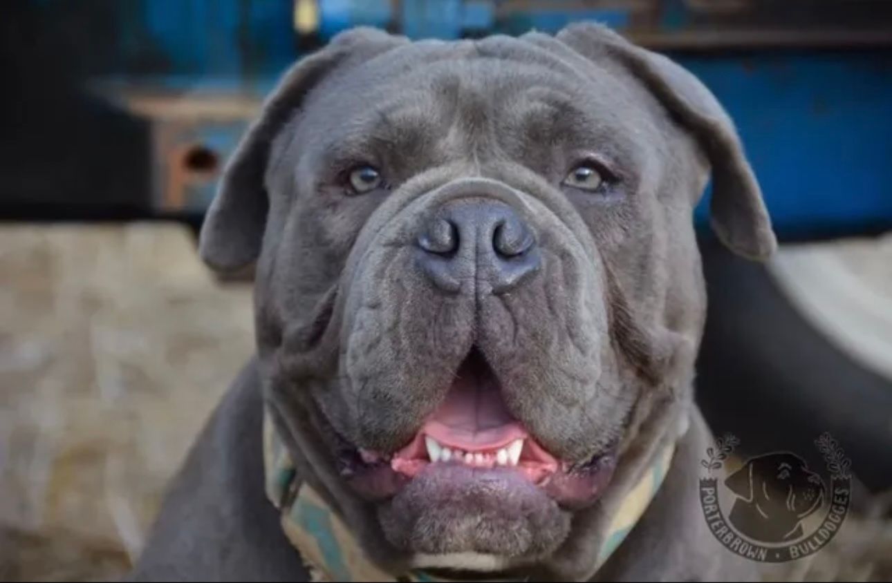 Gray dog with wrinkles and open mouth, wearing a camouflage collar.