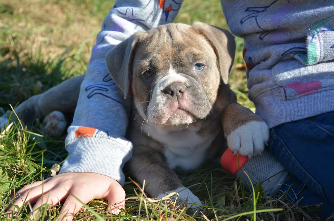 Puppy with brindle fur and blue eyes rests on the grass near a child's arms.