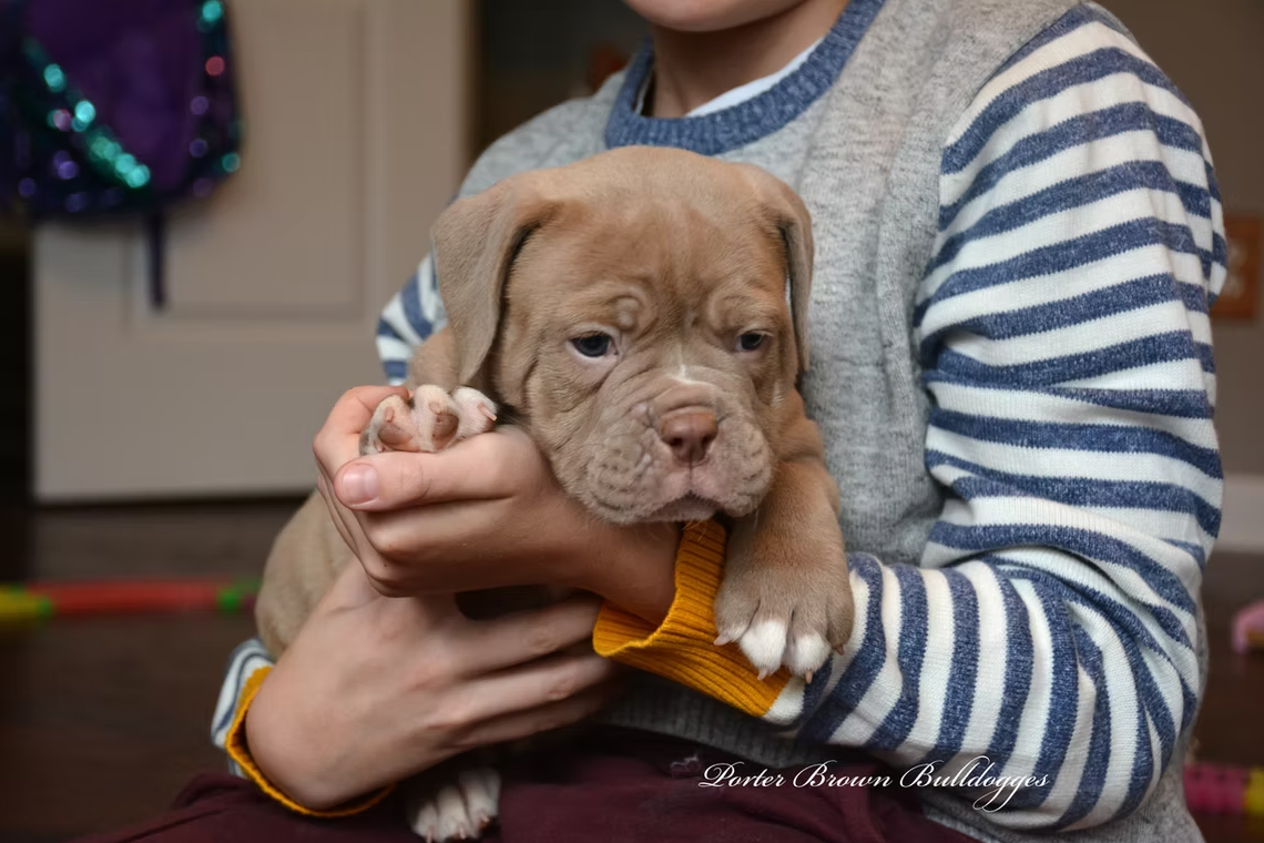 Puppy held in arms, light brown fur, wrinkled face. Wearing a yellow band. Person wears gray and white striped sweater.