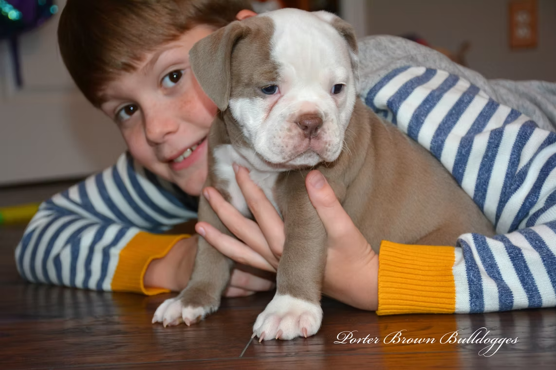 Boy smiles while holding a brown and white bulldog puppy. They are lying on a wood floor.