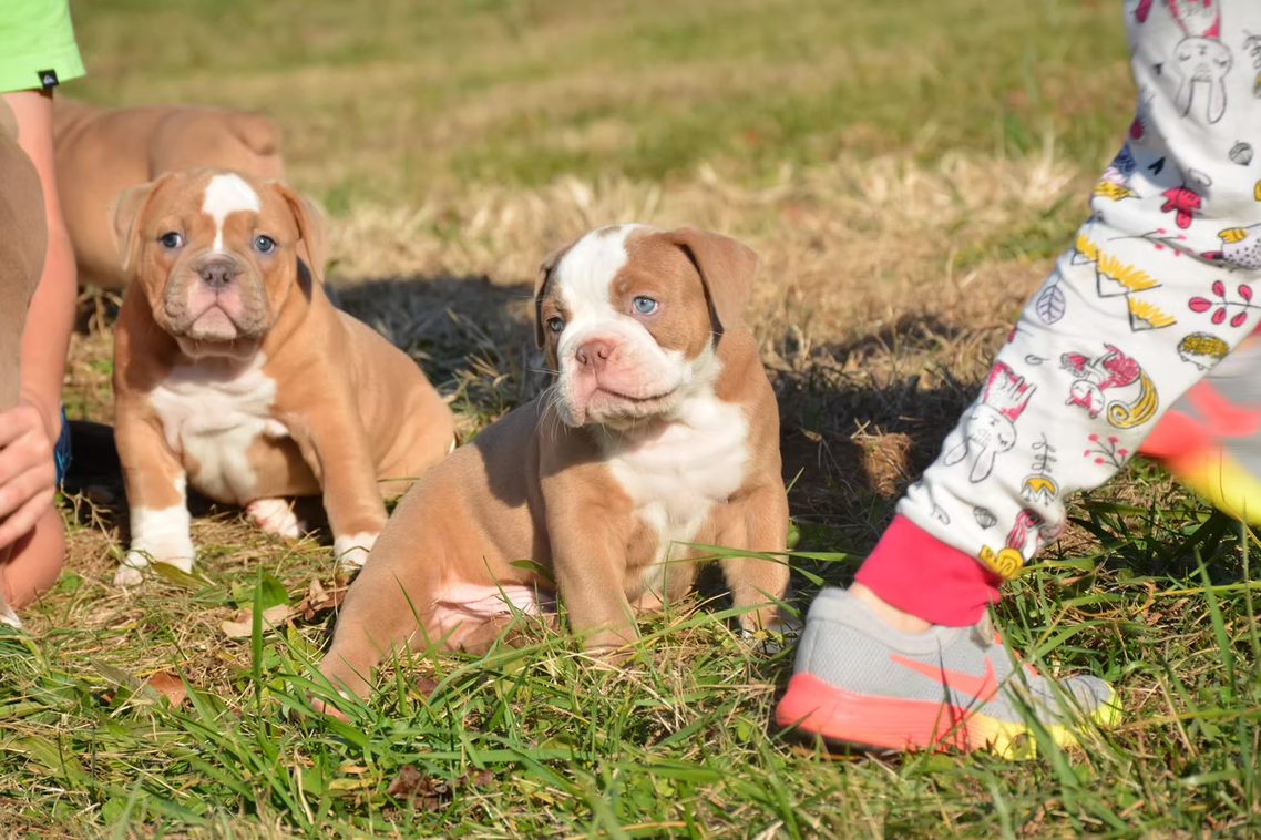 Two tan and white bulldog puppies sitting in grass with a person's legs and feet visible.