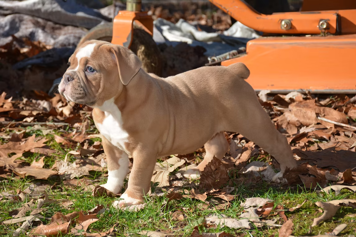 Tan and white English Bulldog puppy standing on grass and leaves next to orange equipment.
