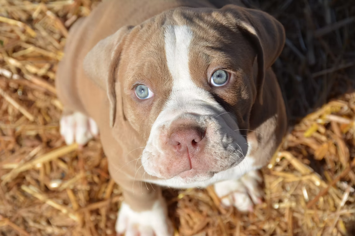 Tan and white puppy with blue eyes looking up, sitting on straw.