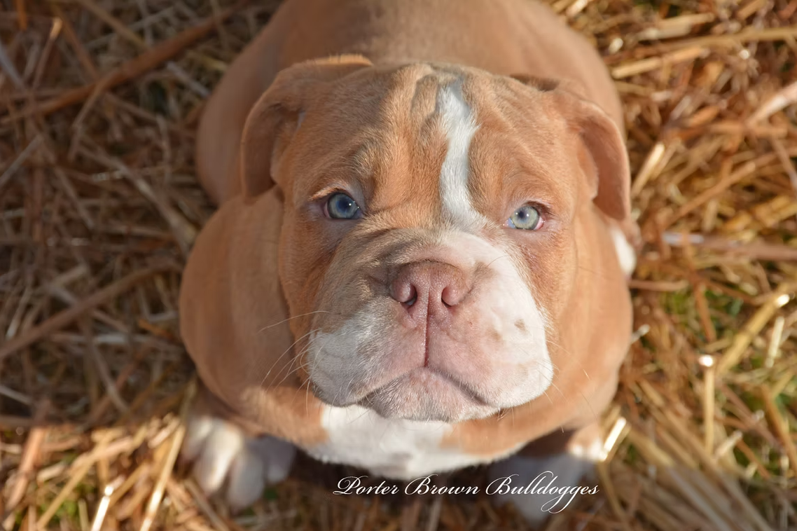 Tan and white bulldog puppy with blue eyes, sitting in brown grass.