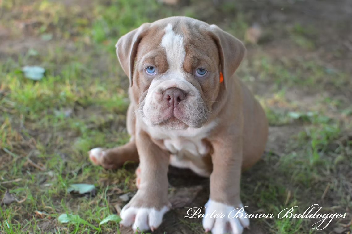 Tan and white English bulldog puppy with blue eyes sits outside in grass.
