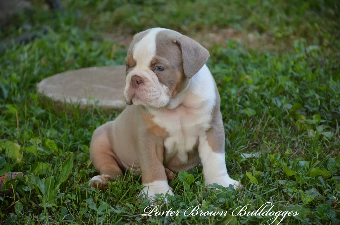 Brown and white bulldog puppy sitting on green grass.