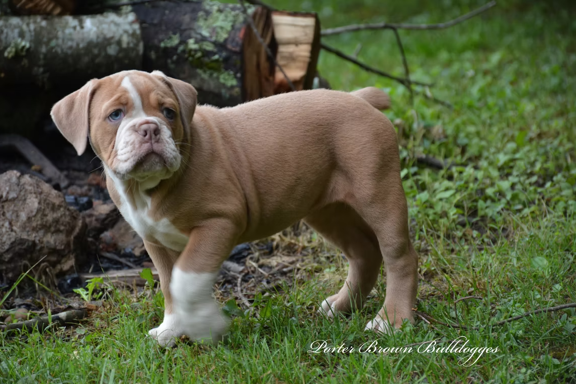 Tan and white puppy standing in grass near logs.