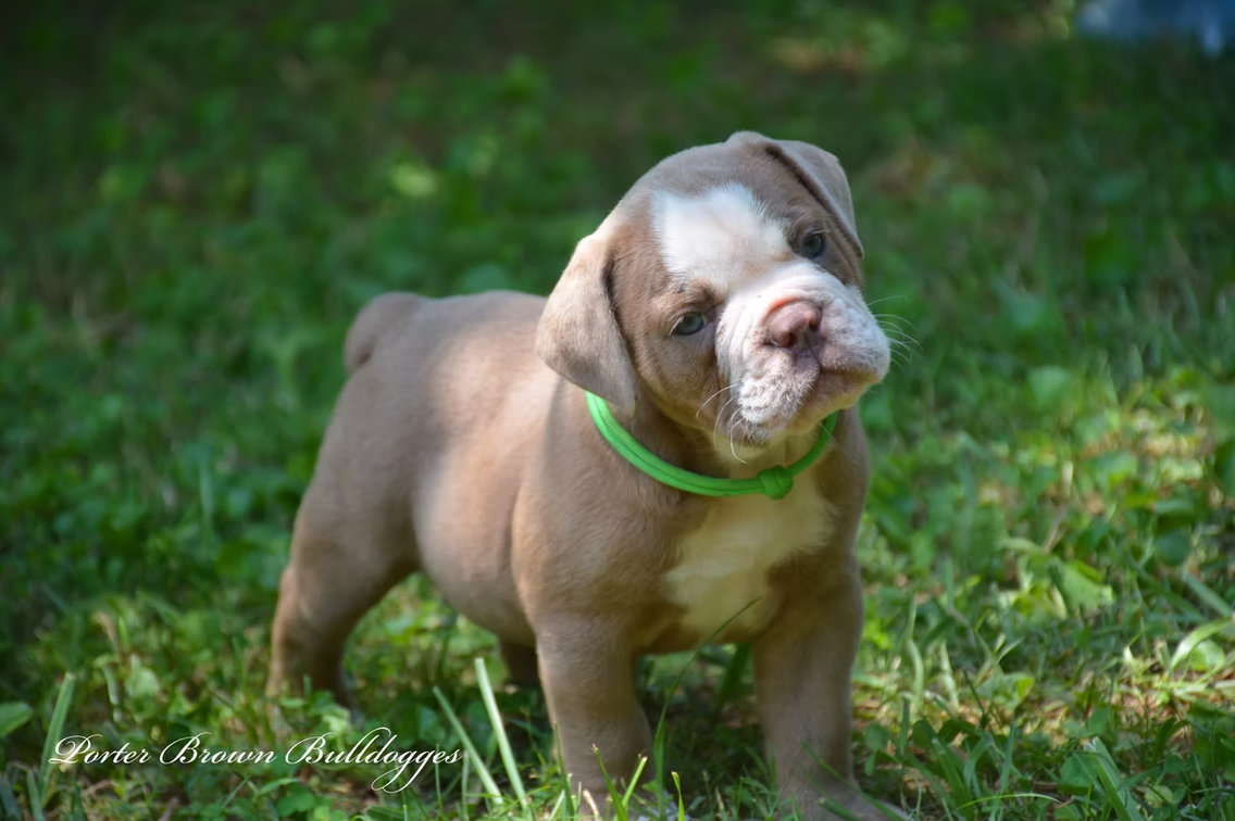 Tan and white English Bulldog puppy with a green collar, standing in grass.