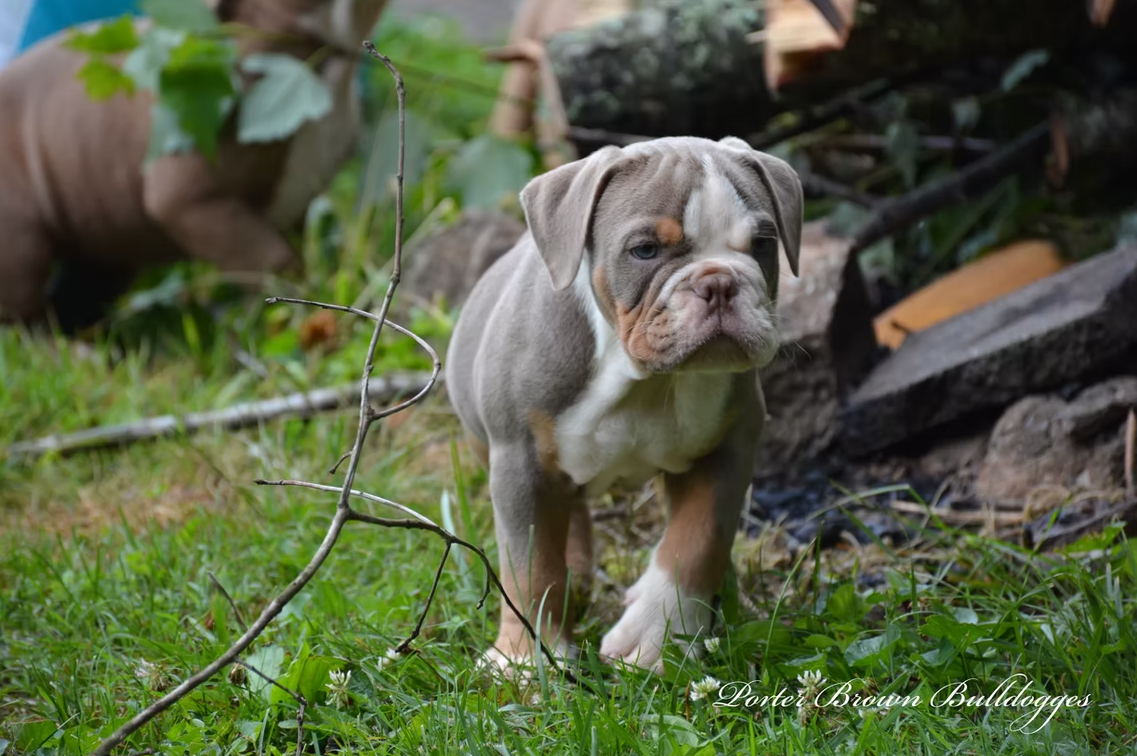 A blue and white bulldog puppy walks on green grass. It has a focused expression.