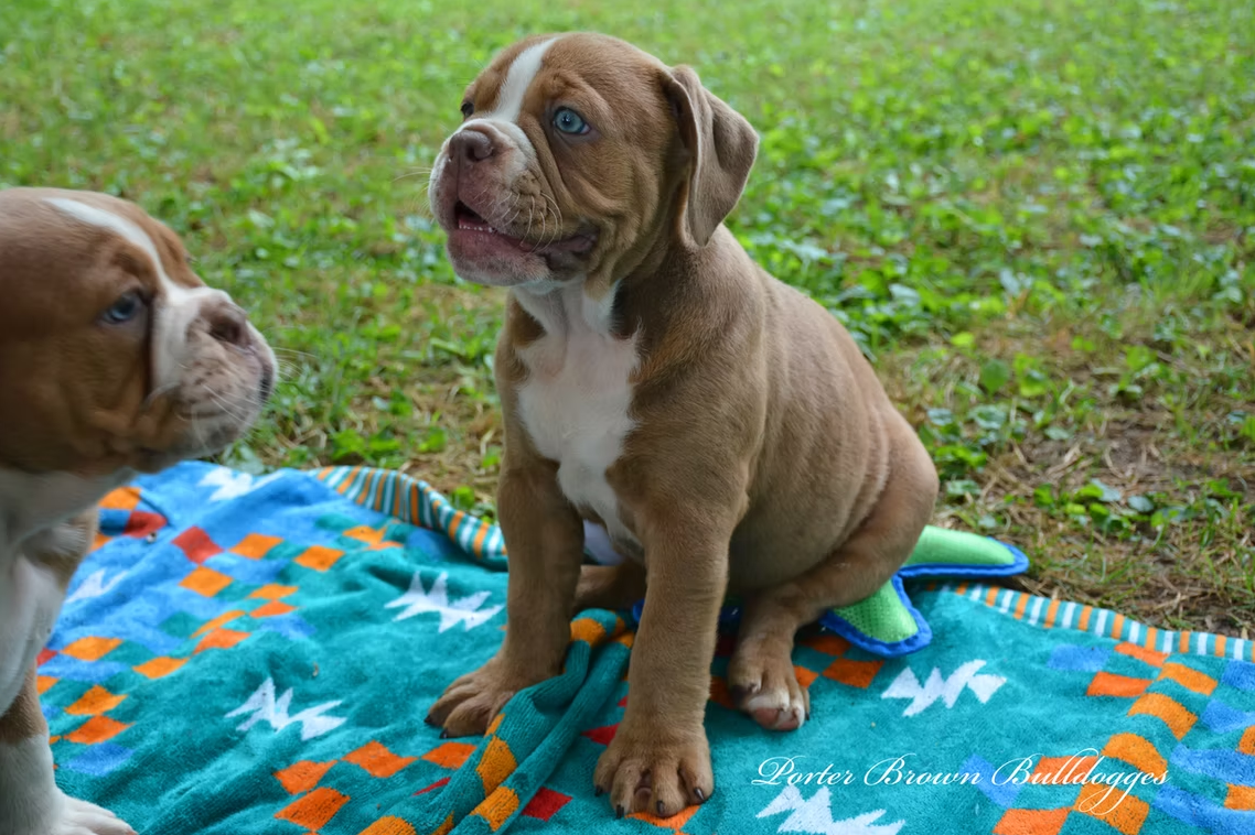 Brown and white puppy sits on a blue patterned blanket outside with another puppy nearby.