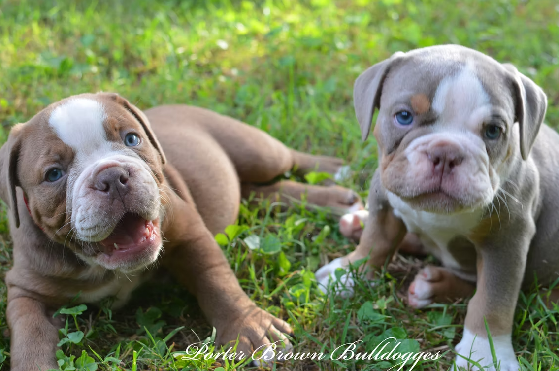 Two brown and white Bulldog puppies in grassy yard, one with mouth open, both with blue eyes.