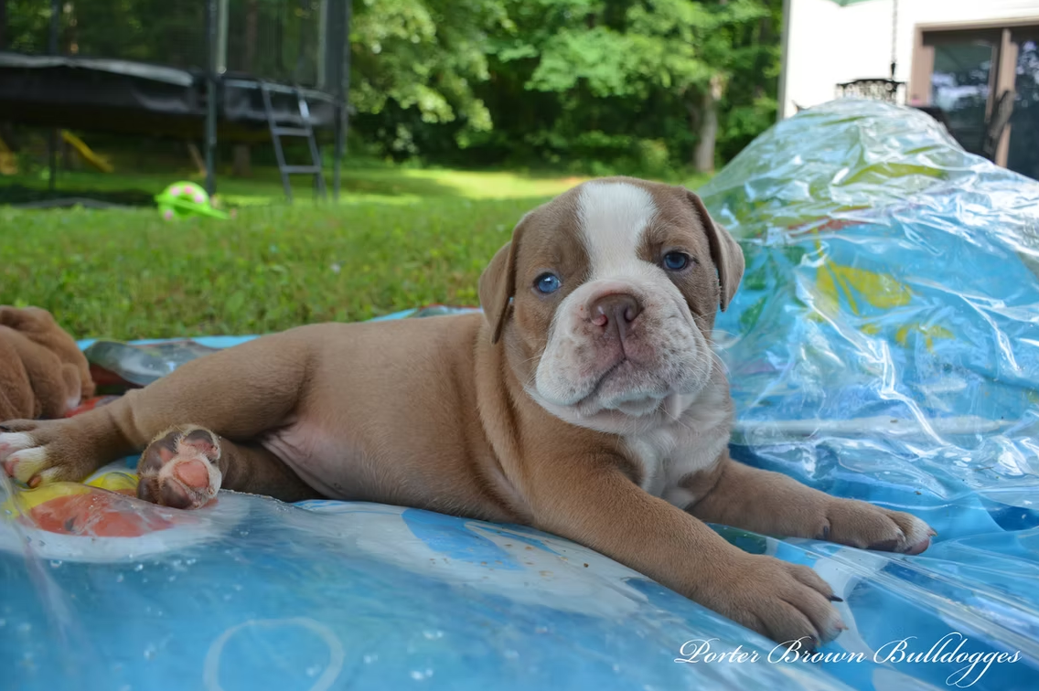 Tan and white bulldog puppy laying on a blue patterned mat outdoors.