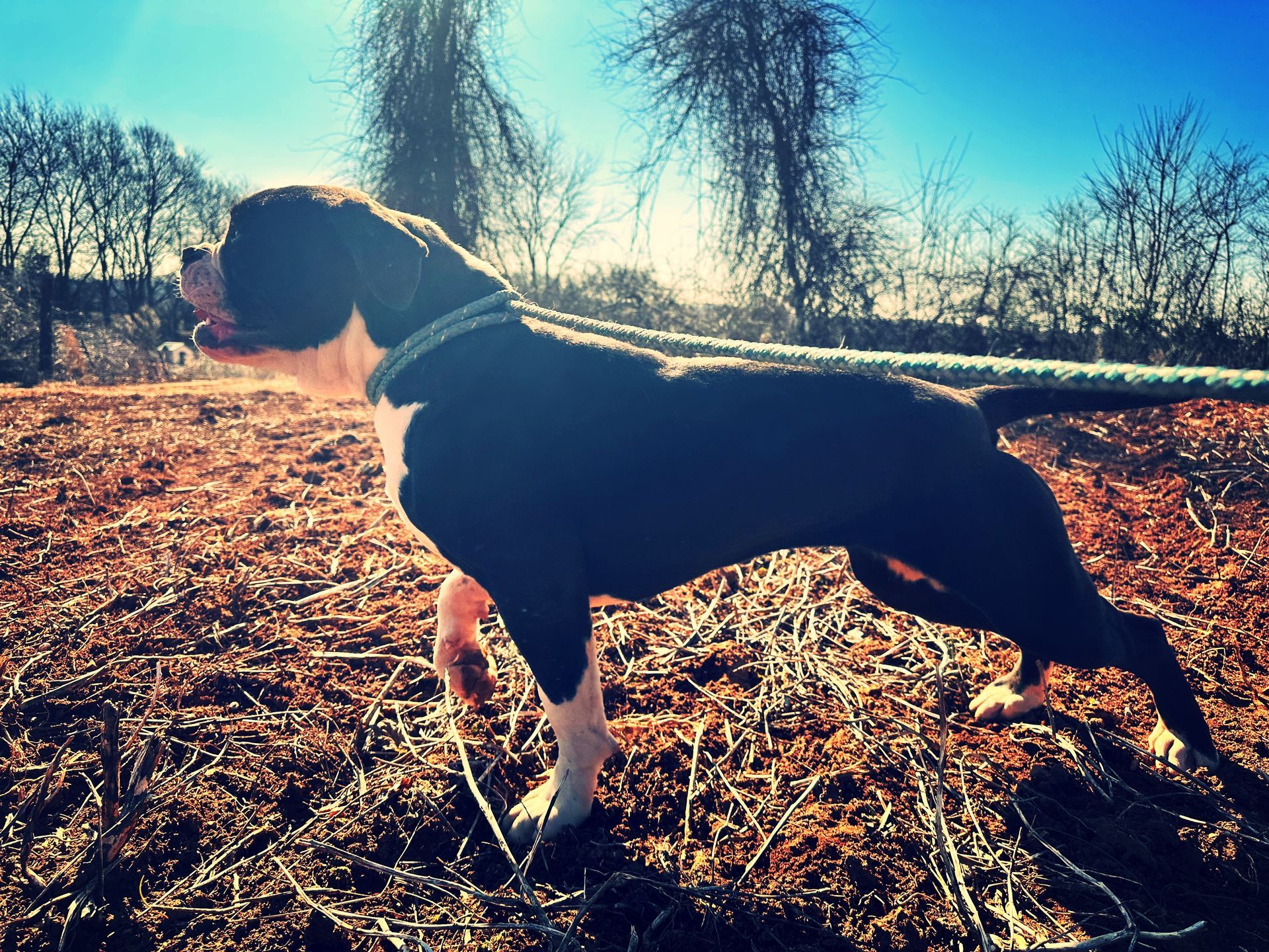 Black and white dog on a leash, standing in a field with blue sky and trees in the background.