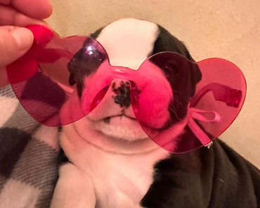 Puppy wearing pink heart-shaped sunglasses, resting on a checkered blanket.