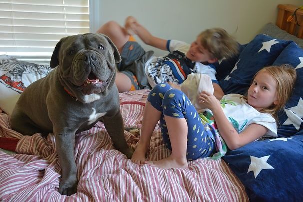A large blue dog sits on a bed with two children. The children are reading on the bed.