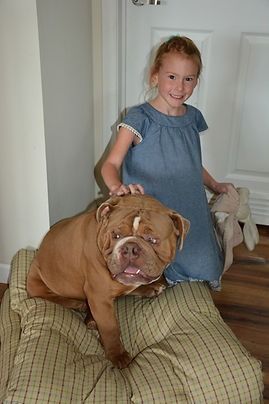 Girl petting brown bulldog on a cushion indoors, smiling.