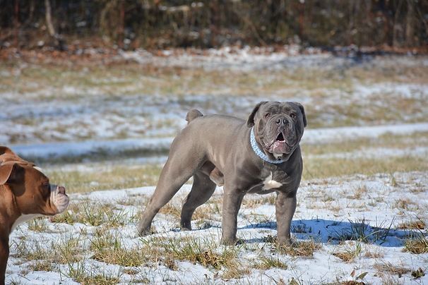 Gray Neapolitan Mastiff standing in a snowy field, blue collar, brown dog on left.