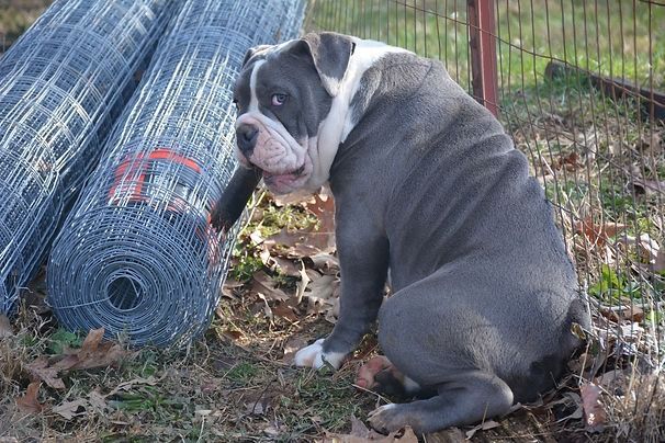 Blue and white bulldog sits near rolled fencing, looking towards the right with a curious expression.