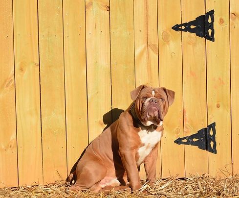 Brown and white bulldog sits against a wooden fence with two black hinges.