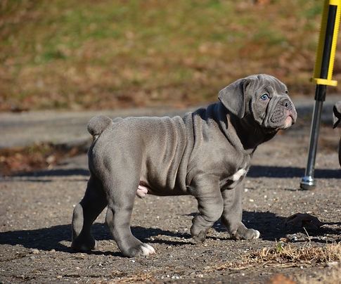 A blue Neapolitan Mastiff puppy stands on a driveway with a serious expression, wrinkles on its face.