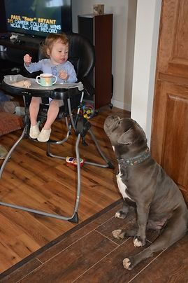 Child in high chair with cup, dog seated and gazing up. Wooden floor, interior setting.