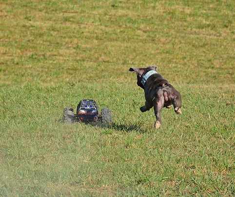 Dog chasing a small remote control car across grassy field.