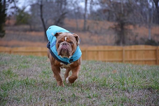 Brown bulldog wearing a blue jacket, walking on a grassy lawn with a wooden fence and bare trees in the background.