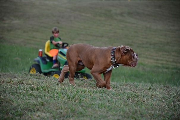 Brown bulldog walks in a grassy field, child drives a green riding mower in the background.