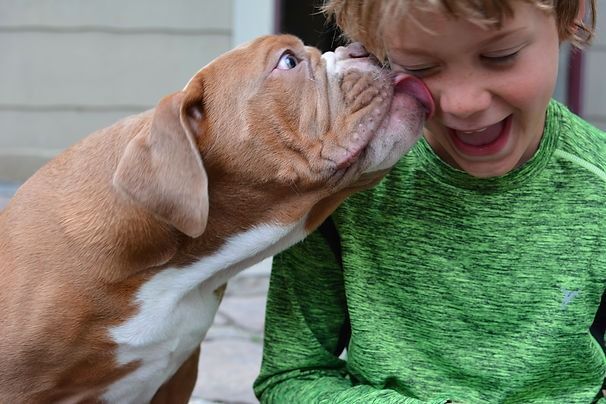 Dog licking boy's face; boy laughs with eyes closed; dog tan and white, boy wears green shirt, outside.