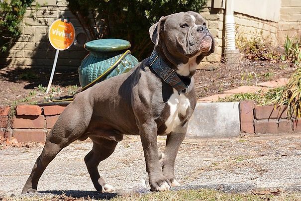 Blue Bully breed dog standing outdoors, looking up. Wearing a studded collar.