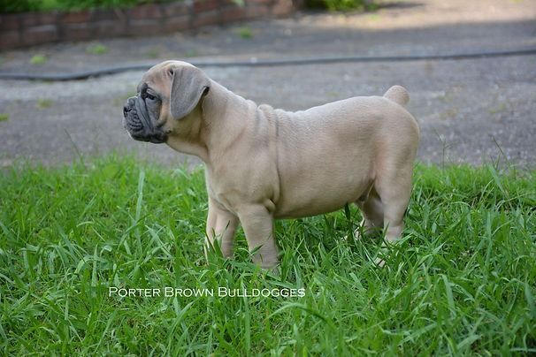 Tan puppy standing in green grass, with gray muzzle and ears.