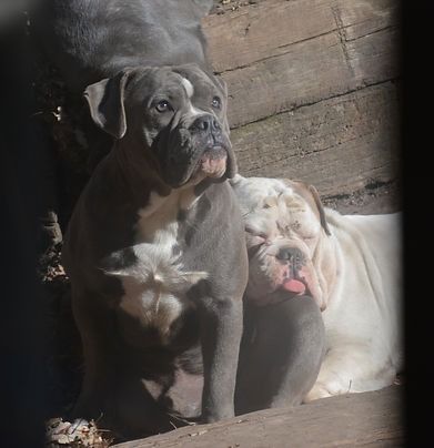 Two bulldogs, one gray, one white, resting outside. The gray dog is alert, the white dog is relaxed.