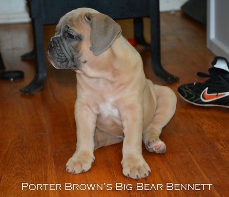 Tan Cane Corso puppy sitting on a wooden floor, looking left. Dark brown furniture and a sneaker are in the background.