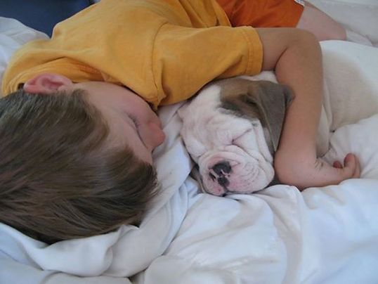 Child and bulldog puppy asleep on a white bed, the child cuddling the puppy.