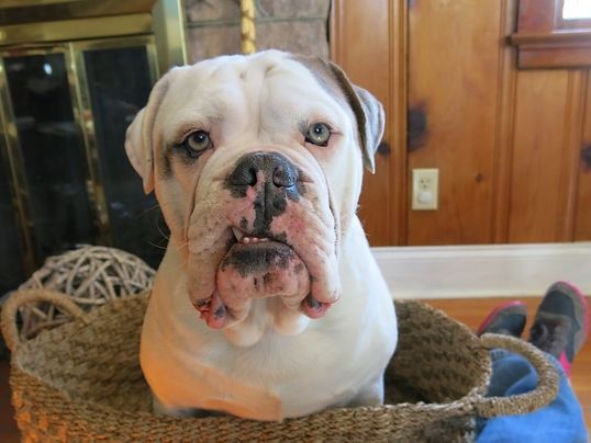 White and brown bulldog sitting in a woven basket, looking at the camera.