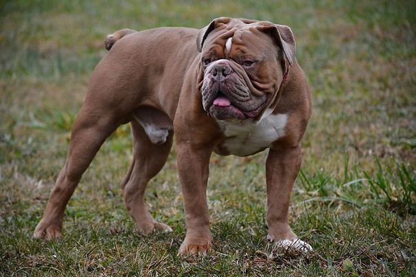 Brown bulldog with white markings stands in a grassy field, tongue out.