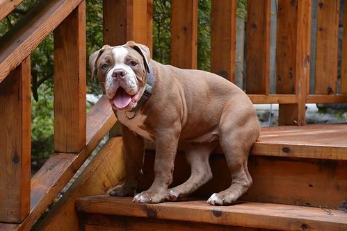 Brown and white bulldog sits on wooden steps, panting.