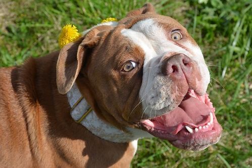 Brown and white dog with a wide, excited grin and yellow flowers on its head.