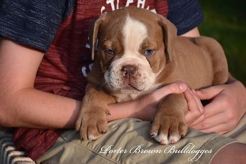 Brown and white bulldog puppy held in a person's lap, looking at the camera.