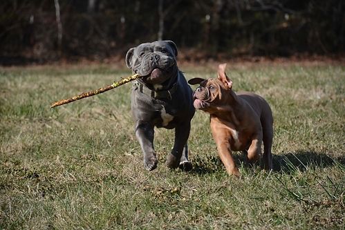 Two dogs playing in a grassy field; one gray, holding a stick, the other tan, running toward it.