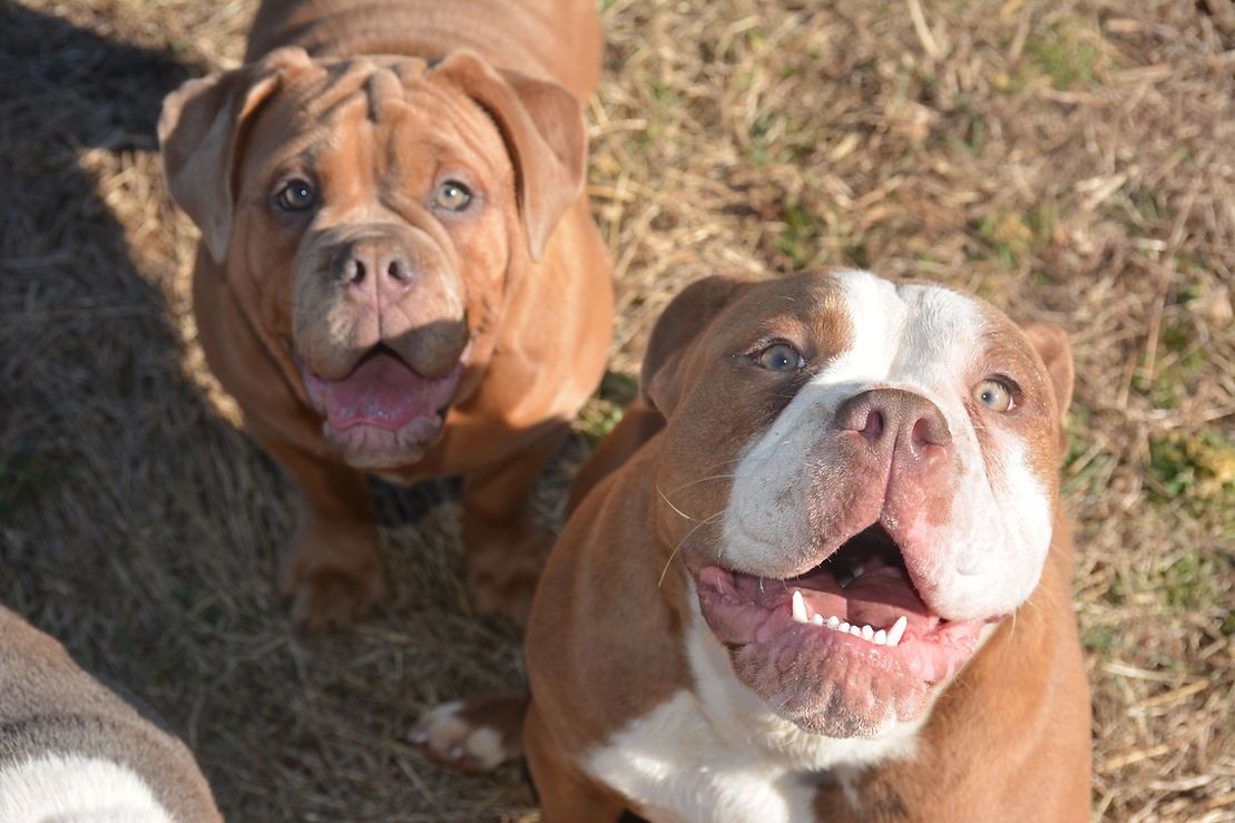 Two smiling brown bulldogs outdoors, one with white markings, dry grass.