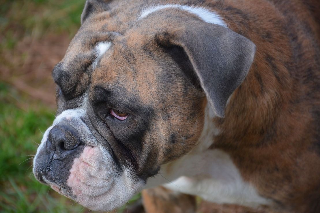 Brindle and white boxer dog looking to the side. Green grass in the background.