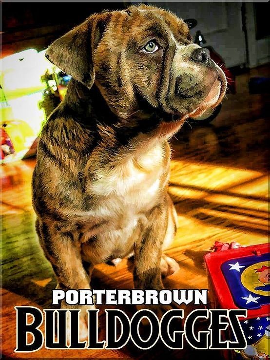 Brindle and white puppy sitting on a wooden floor, with 