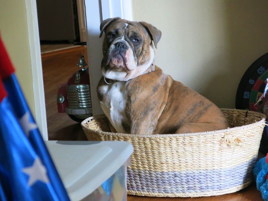 English bulldog sitting in a woven basket, brindle fur, indoors.