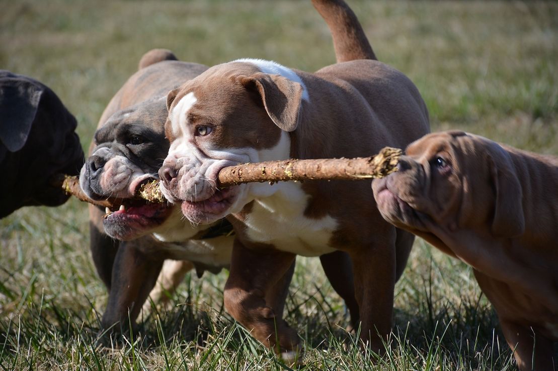 Four bulldogs playing tug-of-war with a stick in a grassy field.