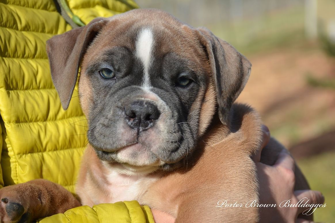 Brown and white puppy with a white stripe on its head being held by a person in a yellow jacket.